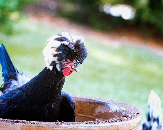 Black Polish Hen