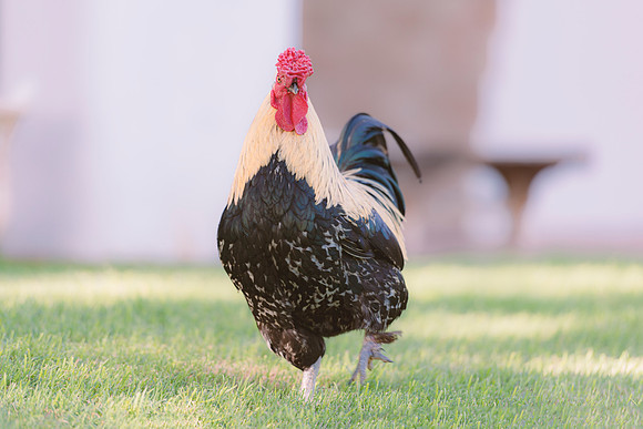 Rooster