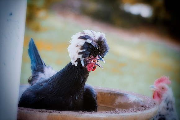 Black Polish Hen