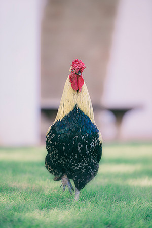 Rooster