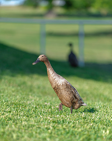 Runner Duck