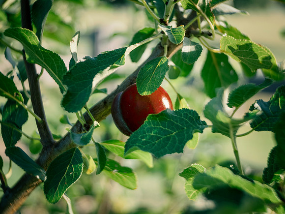 Plum