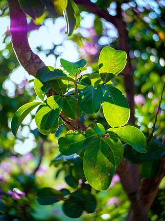Leaves