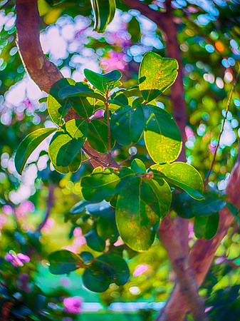 Leaves