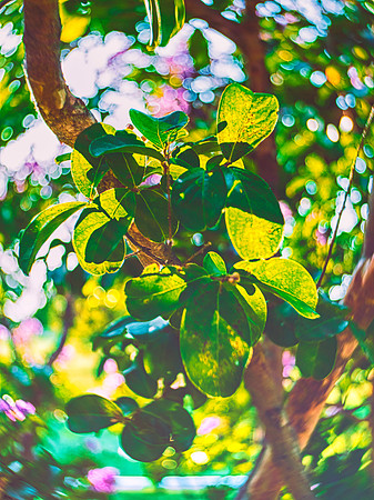 Green Leaves