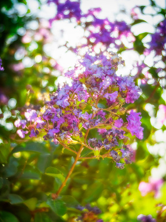Purple Flowers