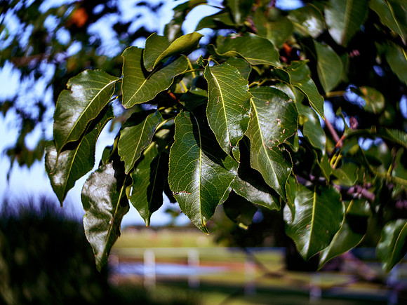 Green Leaves