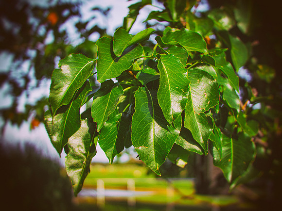 Leaves