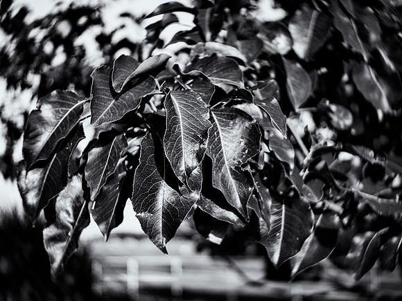Leaves