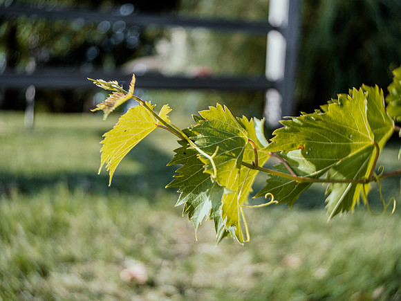 Grape Leaves
