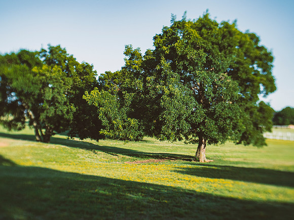 Pecan Trees