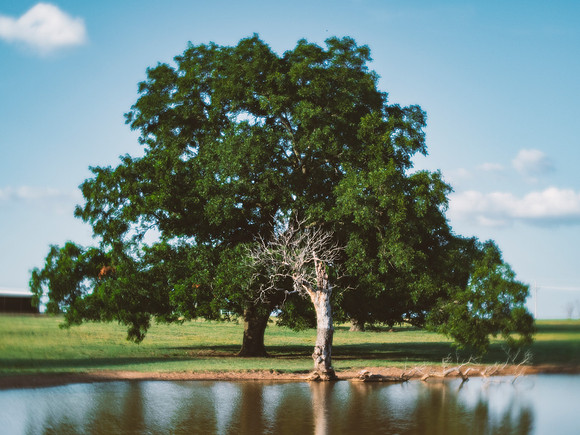 Pecan Tree