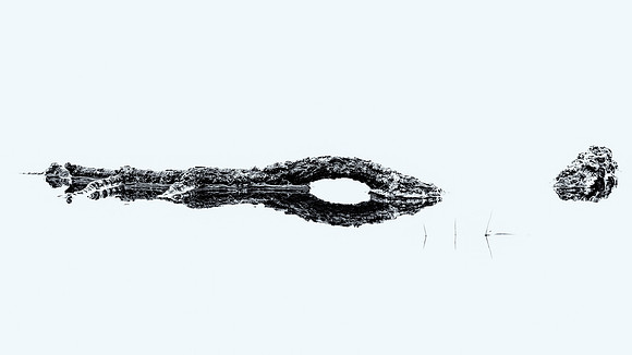 Tree Root