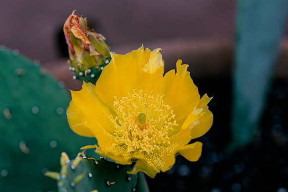 Rose of Texas