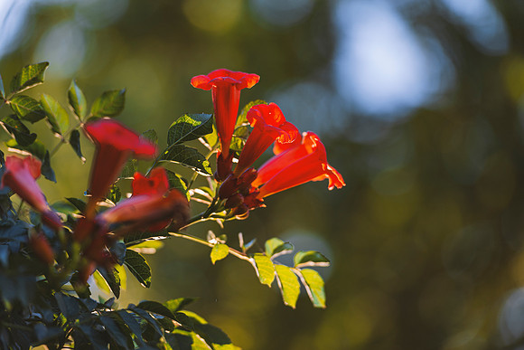 Trumpet Flowers