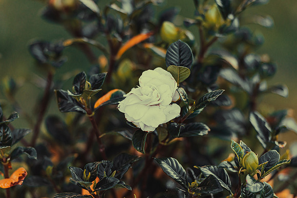 Magnolia