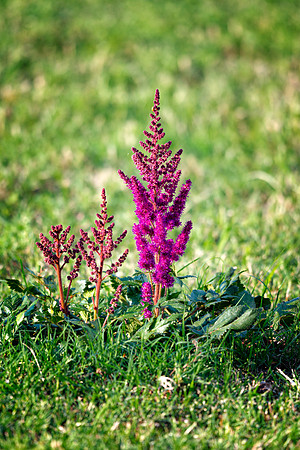 Purple Shrub