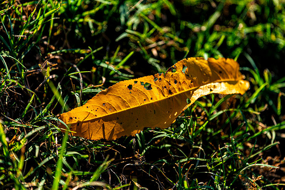 Dead Leaf