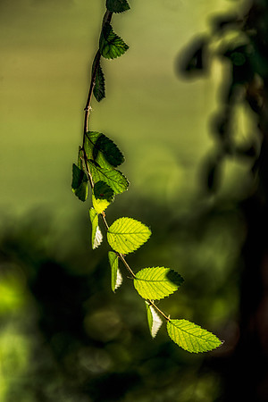 Veins