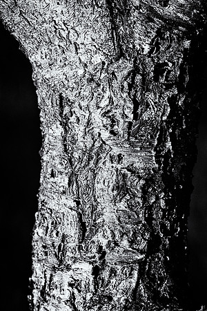 Tree Bark