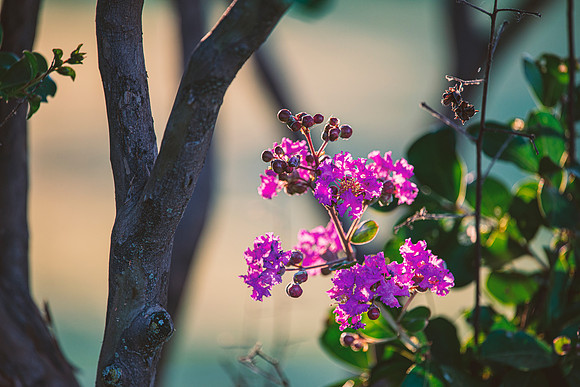 Purple Flowers