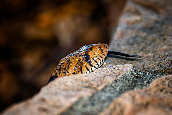 Gopher Snake
