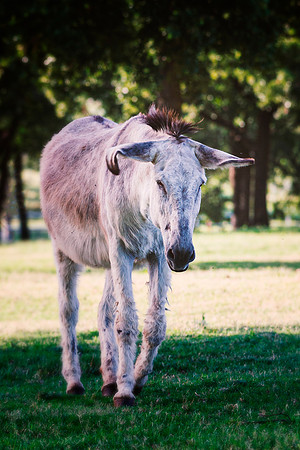 Donkey