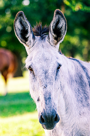 Donkey