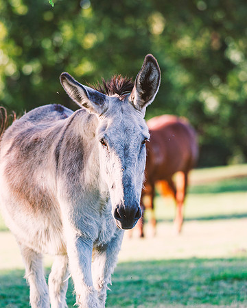 Donkey