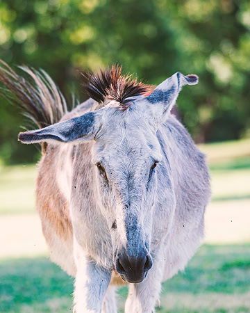 Donkey