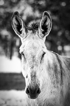 Donkey