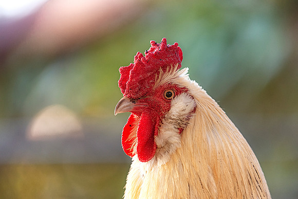 Rooster's Portrait