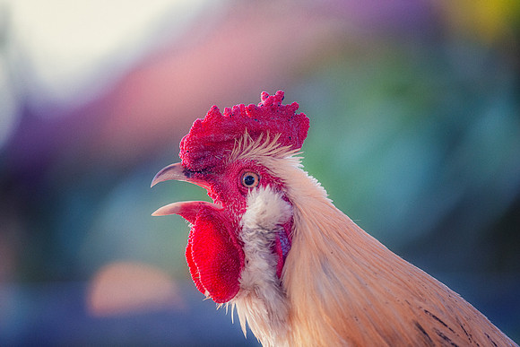 Rooster's Portrait