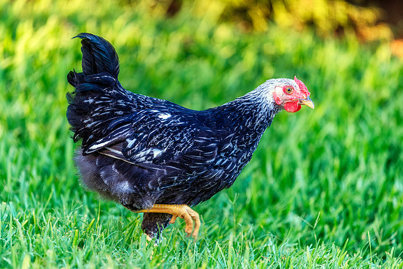 Young Rooster