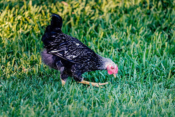 Young Rooster