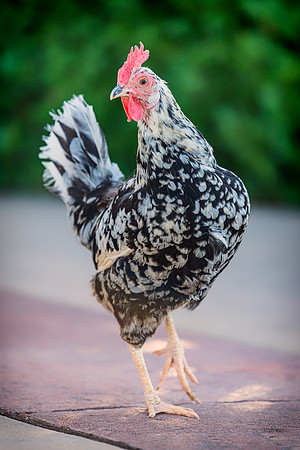 Fancy Hen