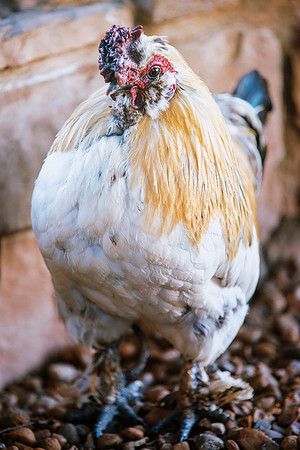 Fancy Rooster