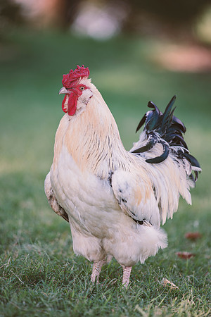 Fierce Rooster