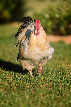 Rooster