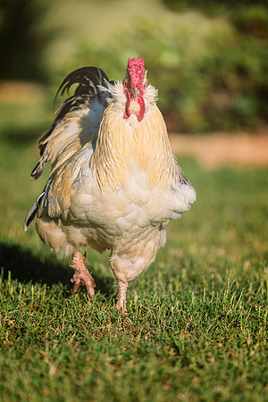 Rooster