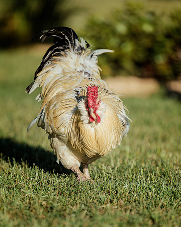 Rooster in Action