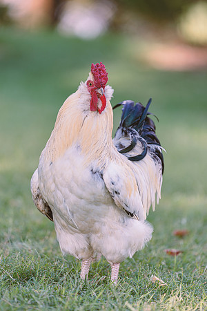 Rooster