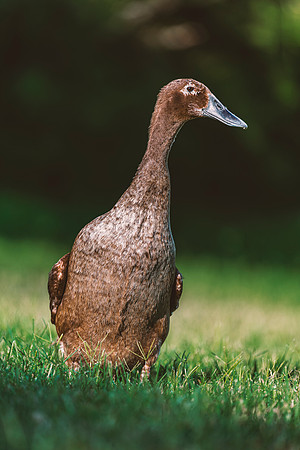 Runner Duck