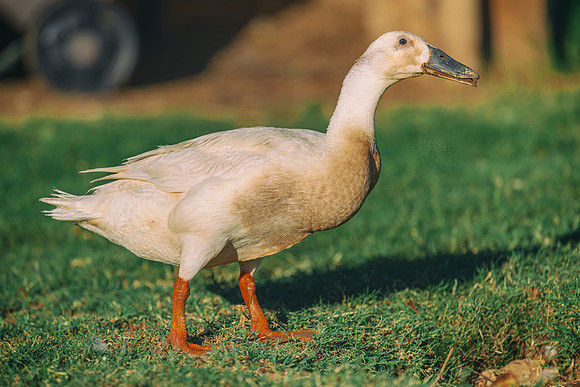 Runner Duck