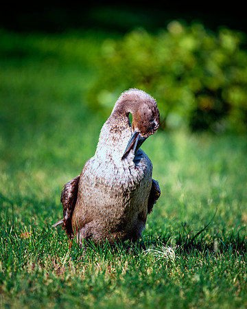 Runner Duck