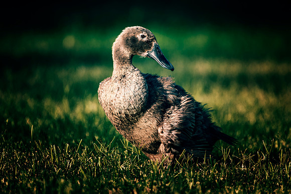 Runner Duck