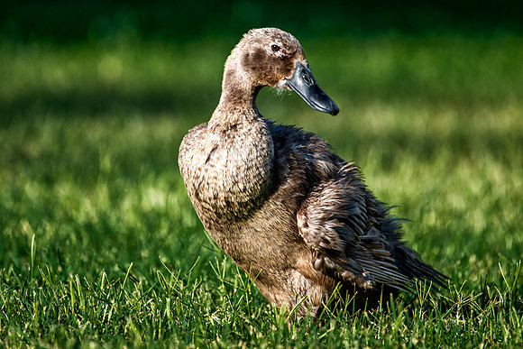 Runner Duck