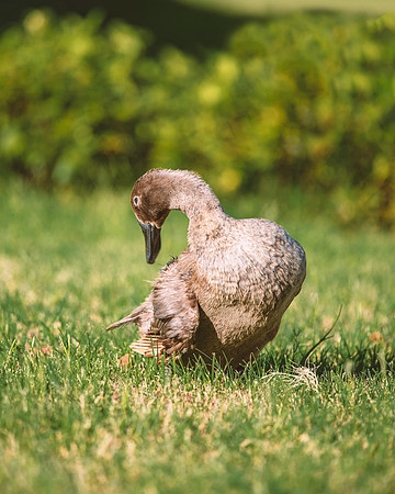 Runner Duck