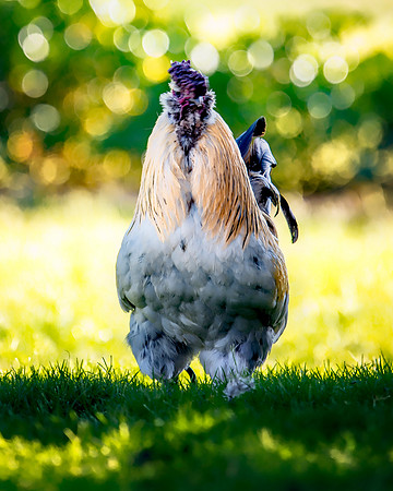 Fancy Rooster