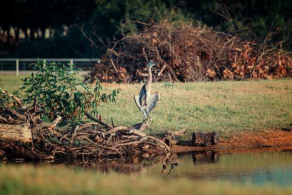 Great Blue Heron